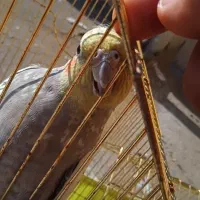 پرنده عروس هلندی|پرنده|فردیس, شهرک ارم|دیوار