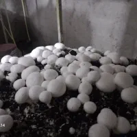 قارچ دکمه ای