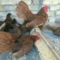 تخم مرغ مینیاطوری با کیفیت