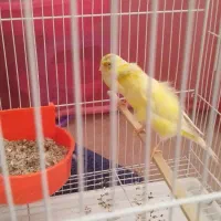 قناری جفت به شرط جوجه چهار تخم|پرنده|مشهد, امامیه (شهرک غرب)|دیوار