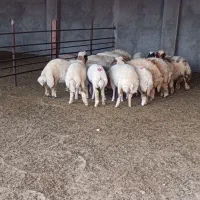 بره ماده داشتی|حیوانات مزرعه|آبدانان, |دیوار