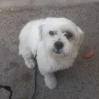 سگ ماده خوشگل