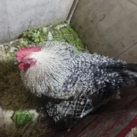 یک عدد خروس محلی