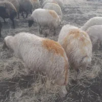 گوسفندداشت|حیوانات مزرعه|گهواره, |دیوار