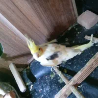 عروس هلندی نر بالغ