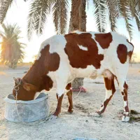 سلام دوستان گاو ماده آووس ۵ماه شیر ۵کیلو دارد