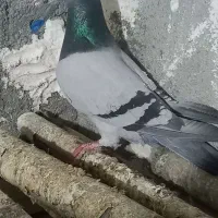 سبز نر معاوضه