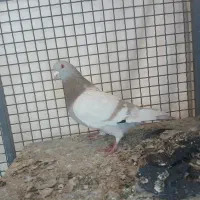 کفتر بهبهانی