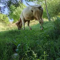 فروش گاو