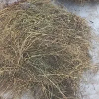 علوفه برای دام