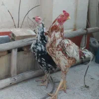 خروس و مرغ لاری