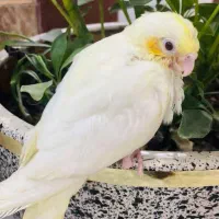 جوجه عروس هلندی
