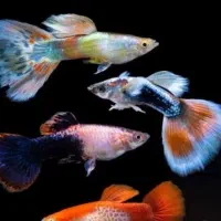 گوپی گاوی سوپر مولد در رنگ‌های متنوع|ماهی|مشهد, احمدآباد|دیوار