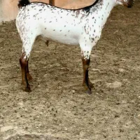 خاص و وارداتی|حیوانات مزرعه|ملایر, |دیوار