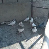 کبوتران کله دم همه ساعتی ۹ عدد|پرنده|کرمانشاه, |دیوار