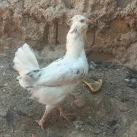مرغ خروس گلین|حیوانات مزرعه|شیراز, گویم|دیوار