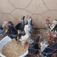 نیمچه مرغ گلین چهل تاج