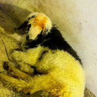 بره تخمی|حیوانات مزرعه|مسجد سلیمان, |دیوار