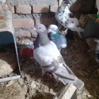 کفتر|پرنده|فریمان, |دیوار