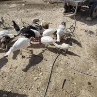 فروش بوقلمون محلی|حیوانات مزرعه|گیلان غرب, |دیوار