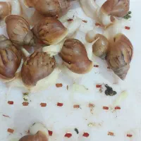 حلزون|خزنده|الشتر, |دیوار