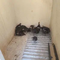 جوجه محلی جوجه بوقلمون