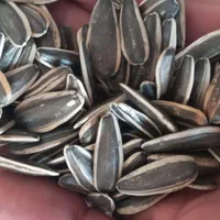 خریدار تخمه