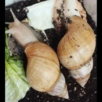 حلزون آچاتینا سوپر مولد|خزنده|بوشهر, |دیوار