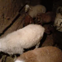 گوسفند ولایتی بره|حیوانات مزرعه|سده (خراسان جنوبی), |دیوار