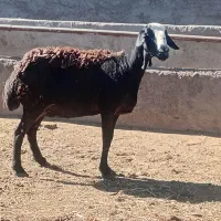 میش شالی