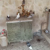 کبوتر|پرنده|رشت, فرزانه|دیوار