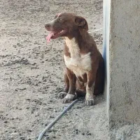 سگ پاپی