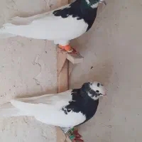 سه تا کفتر طوقی