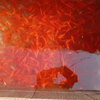 ماهی قرمز برای طعمه