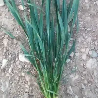 بذر مادری گندم فرانسوی اوکلید،باسیلیو،کولکتورآرامش|گل و گیاه طبیعی|کرمانشاه, |دیوار