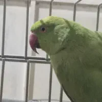 ملنگو ماده مولد معاوضه باماده