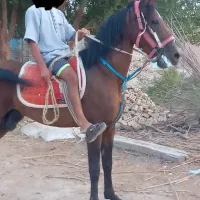 اسب و تجهیزات اسب|اسب و تجهیزات اسب‌سواری|اهواز, عین ۲|دیوار