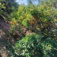 باغ وخانه کلنگی|فروش زمین و ملک کلنگی|ارطه, |دیوار