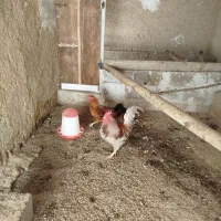 خروس محلی|حیوانات مزرعه|هشتگرد, تهران دشت|دیوار