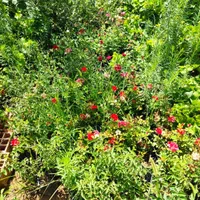 نهال ایلام ایوان زرنه|خدمات باغبانی و درختکاری|ایلام, |دیوار