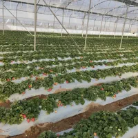 زیردرختی(مالچ)برای باغدارن و کشاورزان|خدمات باغبانی و درختکاری|یزد, |دیوار