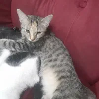 واگذاری گربه ی ماده