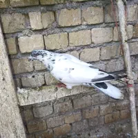 نر تهرانی گرفتنی کفتر