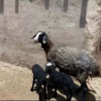یک راس گوسفند دوقلوزاه بادوبره