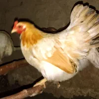 مرغ وجوجه جاپینز