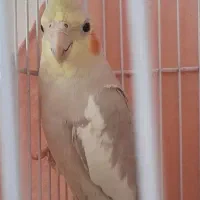 پرنده گم شده