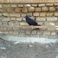 کبوتر پرشی|پرنده|خرمشهر, |دیوار