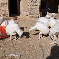 بوقلمون گوشتی|حیوانات مزرعه|ملک‌آباد, |دیوار