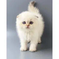 گربه اسکاتیش