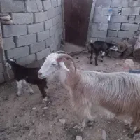 بز دوقلو زا جون و داشتی با دو کهره نر و ماده